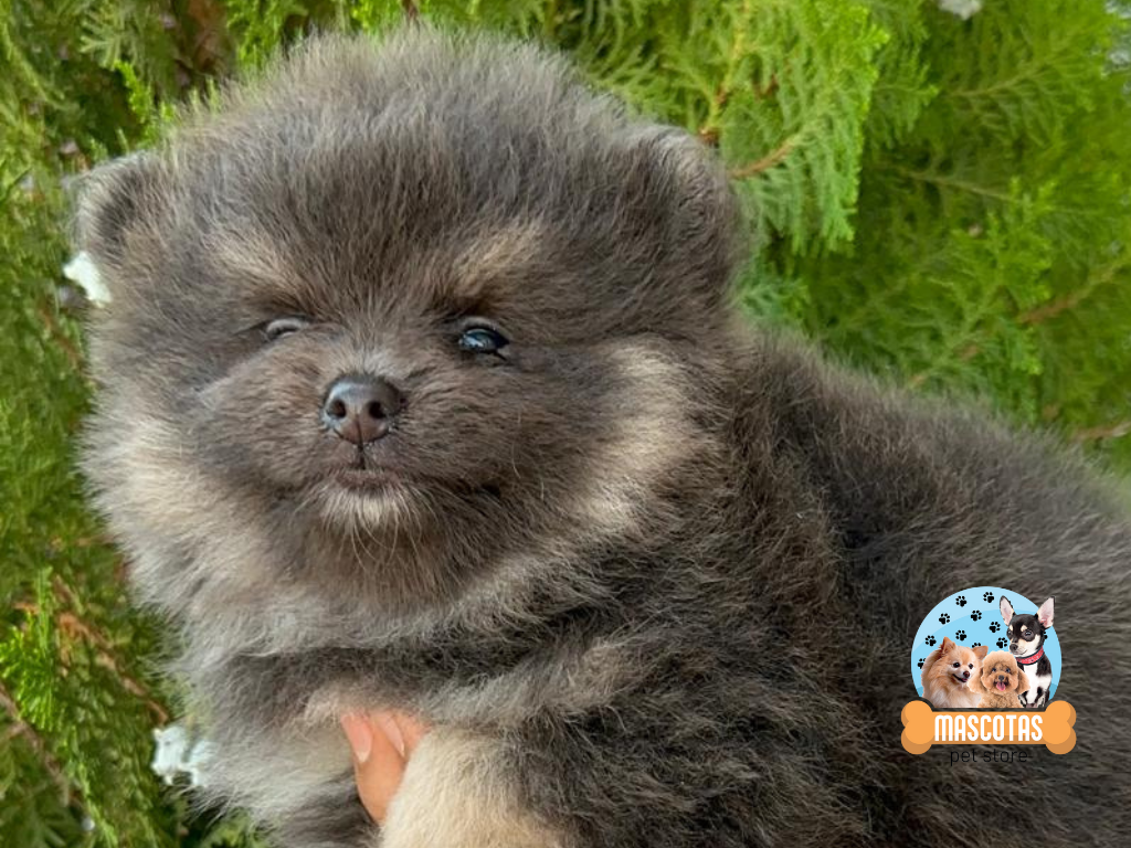 ULTIMO POMERANIA Disponible